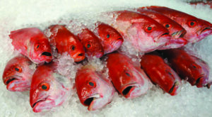 Red snapper in ice